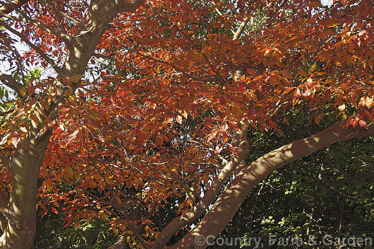 The vivid autumn foliage of the Chinese Stewartia (<i>Stewartia sinensis</i>), a spring- to early summer-flowering, deciduous, Chinese shrub or tree that can grow to 10m. It has attractive flaking bark and its flowers are mildly scented. Order: Ericales, Family: Theaceae