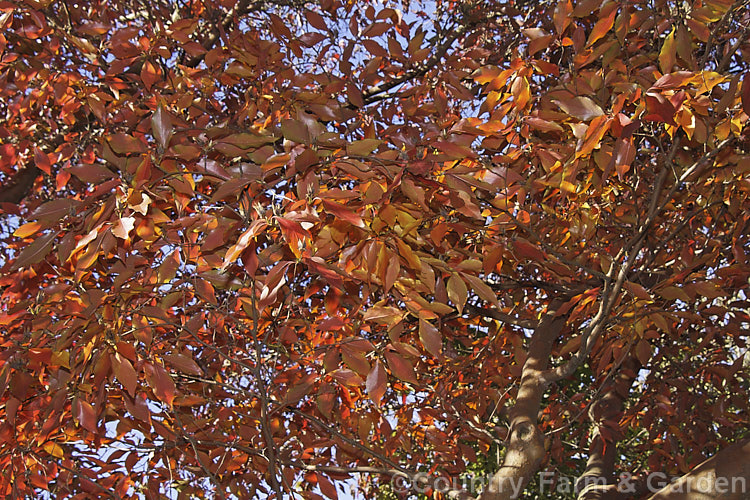 The vivid autumn foliage of the Chinese Stewartia (<i>Stewartia sinensis</i>), a spring- to early summer-flowering, deciduous, Chinese shrub or tree that can grow to 10m. It has attractive flaking bark and its flowers are mildly scented. Order: Ericales, Family: Theaceae