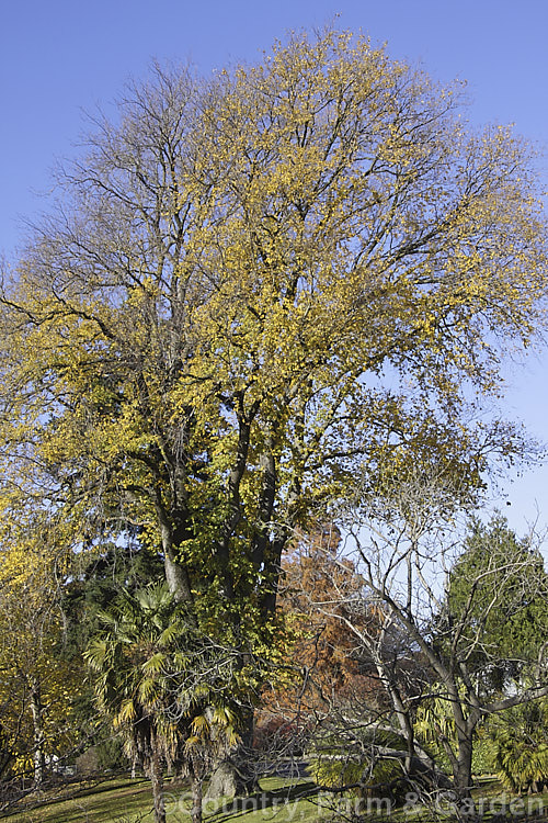 Dutch. Elm (<i>Ulmus x hollandica</i>) in late autumn with the last of its foliage. This 20-35m tall deciduous tree is a hybrid between Ulmus glabra and Ulmus carpinifolia. As with most elms the paper seed capsules (samara</i>) are showier than the flowers. Order: Rosales, Family: Ulmaceae