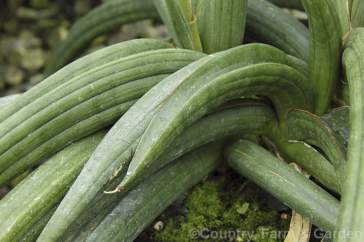 Sansevieria patens, an evergreen xerophytic perennial of uncertain origins. It may be native to Kenya but is not known in the wild. The thickened, slightly rolled and deeply veined leaves are very distinctive. The leaves can eventually grow to around 90cm long. sansevieria-2484htm'>Sanseviera.