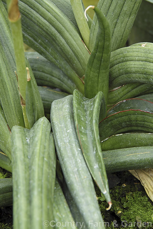 Sansevieria patens, an evergreen xerophytic perennial of uncertain origins. It may be native to Kenya but is not known in the wild. The thickened, slightly rolled and deeply veined leaves are very distinctive. The leaves can eventually grow to around 90cm long. sansevieria-2484htm'>Sanseviera.
