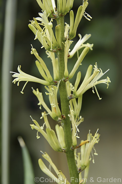 The flower spike of Sansevieria patens, an evergreen xerophytic perennial of uncertain origins. It may be native to Kenya but is not known in the wild. The thickened, slightly rolled and deeply veined leaves are very distinctive. The leaves can eventually grow to around 90cm long as can the flower stem. sansevieria-2484htm'>Sanseviera.