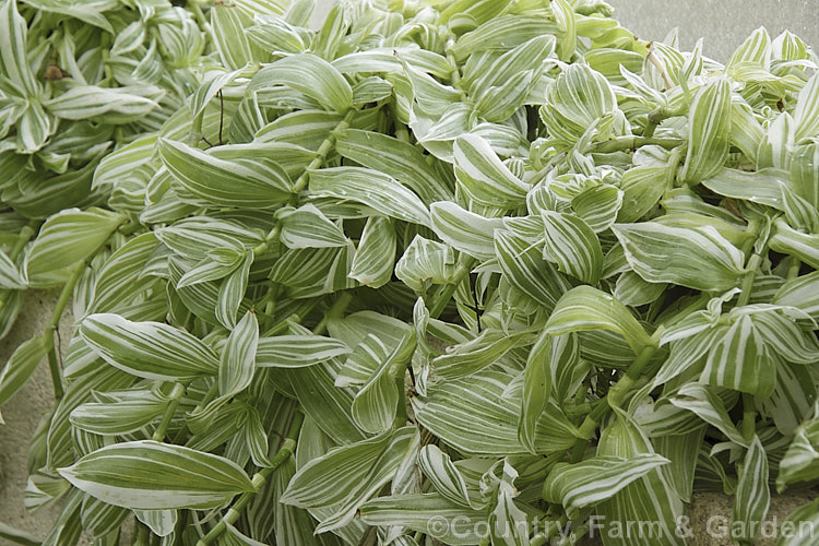 Tradescantia albiflora 'Albovittata', a creeping, boldly variegated perennial often grown as a hanging basket plant. Its small white flowers are rather incidental to the foliage. It is probably not a true species but a hybrid between Tradescantia fluminensis and Tradescantia crassula. tradescantia-3363htm'>Tradescantia. <a href='commelinaceae-plant-family-photoshtml'>Commelinaceae</a>.