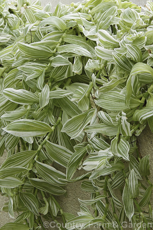 Tradescantia albiflora 'Albovittata', a creeping, boldly variegated perennial often grown as a hanging basket plant. Its small white flowers are rather incidental to the foliage. It is probably not a true species but a hybrid between Tradescantia fluminensis and Tradescantia crassula. tradescantia-3363htm'>Tradescantia. <a href='commelinaceae-plant-family-photoshtml'>Commelinaceae</a>.