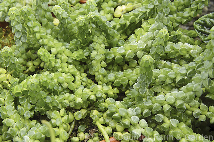 Peperomia columella, a low, spreading evergreen perennial with very succulent foliage and clusters of short flower heads at the stem tips. It is native to northern Peru. peperomia-2144htm'>Peperomia. <a href='piperaceae-plant-family-photoshtml'>Piperaceae</a>.