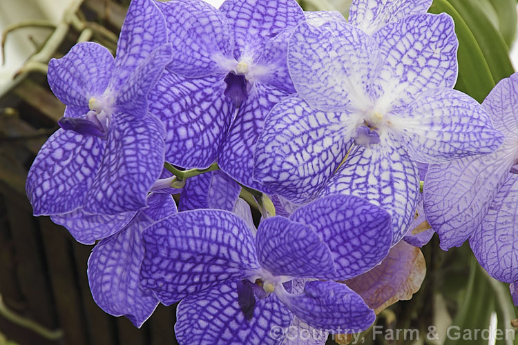 Vanda. Rothschildiana, a Vanda sanderiana (syn. Euanthe sanderiana</i>) x Vanda coerulea hybrid that has produced a range of cultivars with flowers that encompass the whole range of mauve shades to deep purple-blue. These epiphytic plants with their cascading flower stems are usually grown in hanging baskets. vanda-2586htm'>Vanda.