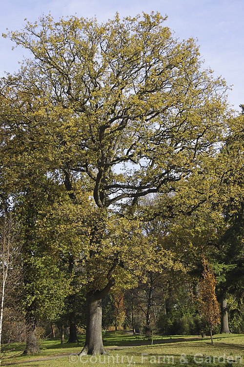 English Oak (<i>Quercus robur</i>) in late autumn. This large, round-headed deciduous tree found from Britain to western Russia. It lives to a great age and can reach 40m tall, though 20-35m is more common. Order: Fagales, Family: Fagaceae