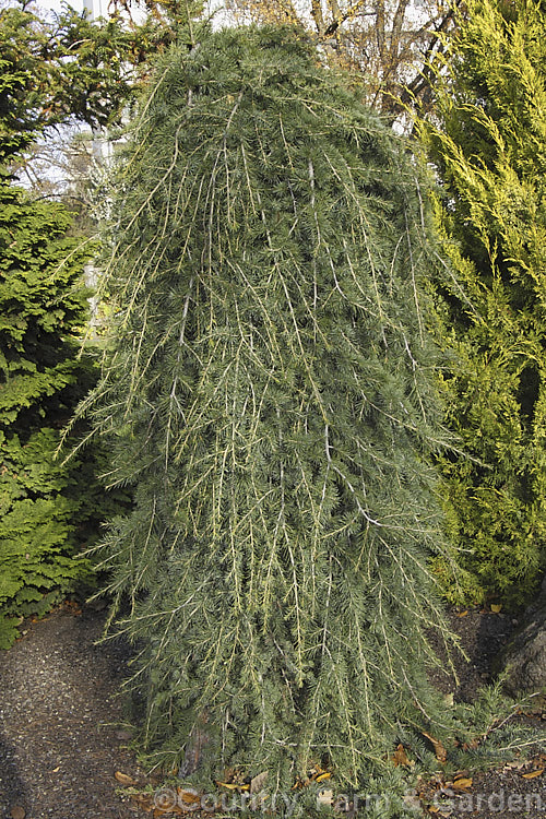 Dwarf Cedar of Lebanon (<i>Cedrus libani 'Nana'), a very low growing cultivar with a very erect, narrow habit and short pendulous branches. With age it develops a conical shape. cedrus-2037htm'>Cedrus. <a href='pinaceae-plant-family-photoshtml'>Pinaceae</a>.