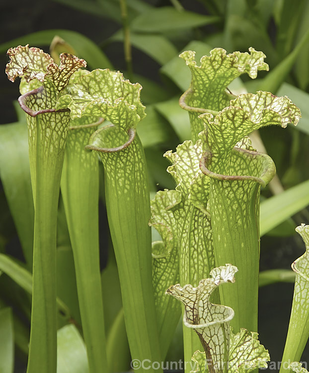 White Trumpet (<i>Sarracenia leucophylla</i>), a carnivorous perennial native to the southern United States . Its white veined pitchers are up to 12m tall and its flowers are red. sarracenia-3281htm'>Sarracenia. <a href='sarraceniaceae-plant-family-photoshtml'>Sarraceniaceae</a>.