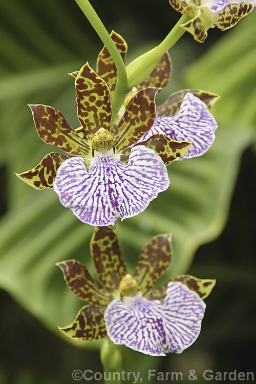 Zygopetalum is an orchid genus of around 20 species found from Mexico to Brazil. It has given rise to many hybrids with flowers that usually combine green, brown, white and purple in contrasting patterns. The flowers occur in sprays and the sizes of the plants vary considerably depending on the parentage. Order: Asparagales, Family: Orchidaceae