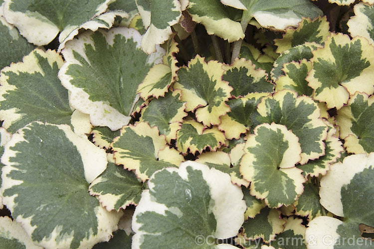 Saxifraga stolonifera 'Tricolor' (syn 'Magic Carpet'), a cream, green and pink variegated cultivar of Mother of Thousands or the Strawberry Geranium, an evergreen perennial native to Japan and nearby parts of China. Despite being quite hardy, it is often grown as a house plants. It is easily propagated from the many offsets it produces, hence the name. Mother of Thousands. The flower are white but not really a feature. saxifraga-2487htm'>Saxifraga. <a href='saxifragaceae-plant-family-photoshtml'>Saxifragaceae</a>.