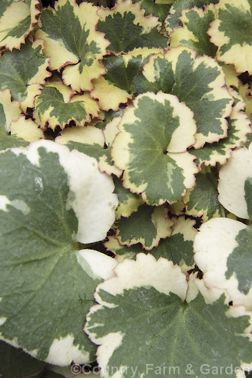 Saxifraga stolonifera 'Tricolor' (syn 'Magic Carpet'), a cream, green and pink variegated cultivar of Mother of Thousands or the Strawberry Geranium, an evergreen perennial native to Japan and nearby parts of China. Despite being quite hardy, it is often grown as a house plants. It is easily propagated from the many offsets it produces, hence the name. Mother of Thousands. The flower are white but not really a feature. saxifraga-2487htm'>Saxifraga. <a href='saxifragaceae-plant-family-photoshtml'>Saxifragaceae</a>.