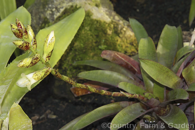 Vriesea 'Yvonne' (<i>Vriesea racinae x 'Red Chestnut'), a hybrid bromeliad that is quite different from the commonly seen. Vriesea species and cultivars in that it cream flowers are not enclosed by brightly coloured bracts. vriesea-2928htm'>Vriesea.