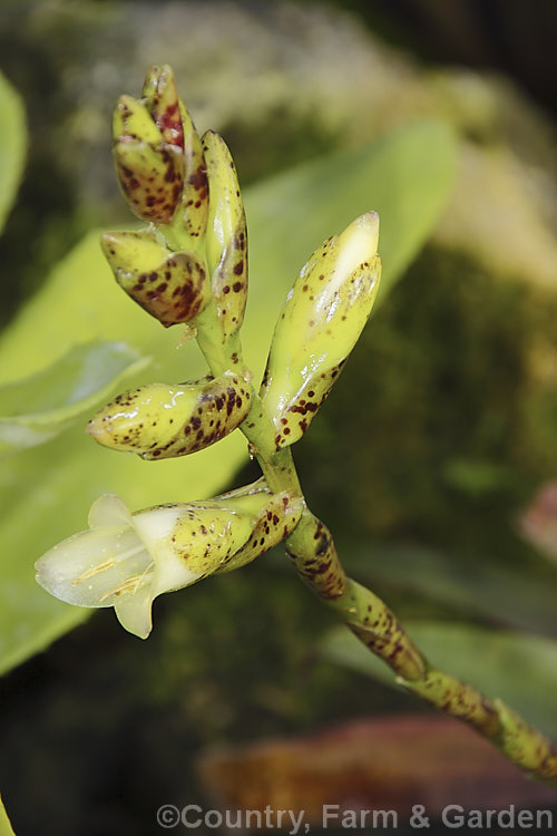 Vriesea 'Yvonne' (<i>Vriesea racinae x 'Red Chestnut'), a hybrid bromeliad that is quite different from the commonly seen. Vriesea species and cultivars in that it cream flowers are not enclosed by brightly coloured bracts. vriesea-2928htm'>Vriesea.
