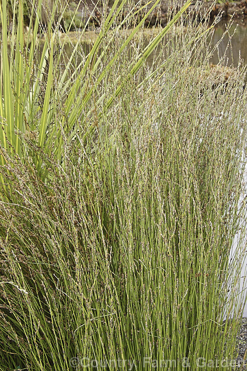 Wood. Club Rush (<i>Scirpus sylvaticus</i>), an evergreen or near evergreen rush found from western Europe to Siberia. It forms a dense clump of narrow grassy stems up to 12m tall scirpus-3295htm'>Scirpus. Order: Poales, Family: Cyperaceae