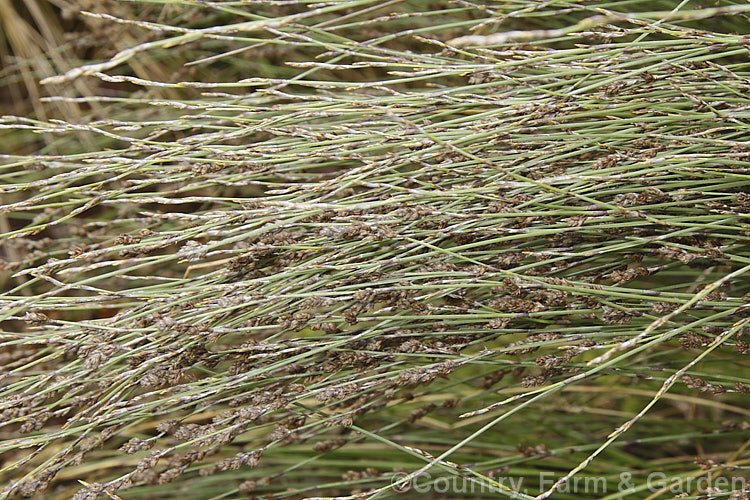 Wood. Club Rush (<i>Scirpus sylvaticus</i>), an evergreen or near evergreen rush found from western Europe to Siberia. It forms a dense clump of narrow grassy stems up to 12m tall scirpus-3295htm'>Scirpus. Order: Poales, Family: Cyperaceae