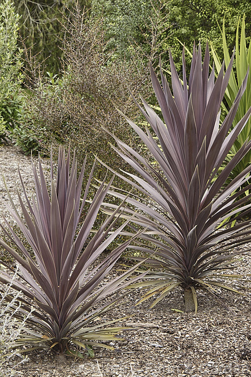 Cordyline 'Purple Tower', a strongly upright New Zealand cabbage tree hybrid with lush purple-red foliage. It grows to over 4m tall but is usually less than 18m wide. It is often listed as a cultivar of Cordyline australis and its parentage appears to be unknown, though its appearance suggests that it is perhaps a hybrid between Cordyline australis and Cordyline indivisa.