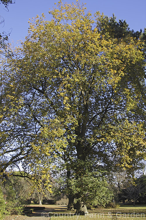 Sessile Oak or Durmast Oak (<i>Quercus petraea</i>), a deciduous tree up to 45m tall Found from Europe to western Russia, and similar to the common. Q robur, it differs in details, such as much longer flower catkins. In mild climates it can be semi-evergreen, as this photograph, taken around the winter solstice, shows. Order: Fagales, Family: Fagaceae