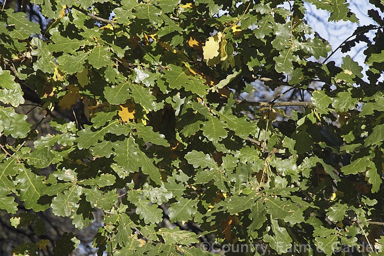 Mature foliage of the Sessile Oak or Durmast Oak (<i>Quercus petraea</i>), a deciduous tree up to 45m tall Found from Europe to western Russia, and similar to the common. Q robur, it differs in details, such as much longer flower catkins. In mild climates it can be semi-evergreen, as this photograph, taken around the winter solstice, shows. Order: Fagales, Family: Fagaceae