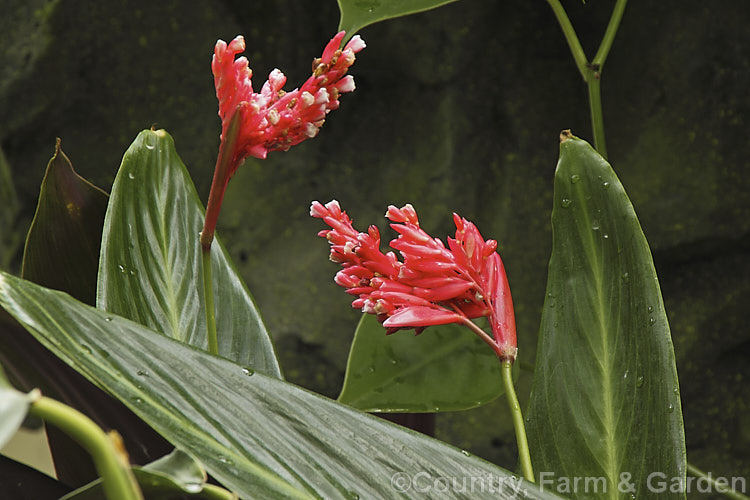 <a href='marantaceae-plant-family-photoshtml'>Marantaceae</a>