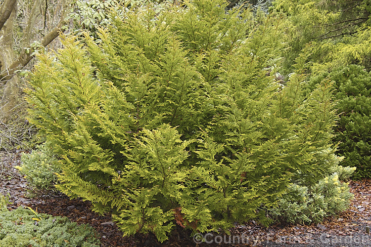 Thujopsis dolobrata 'Nana', a very compact dwarf form of a normally large conical, evergreen, coniferous tree native to Japan. Order: Pinales, Family: Cupressaceae