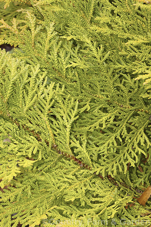 The winter foliage of Thujopsis dolobrata 'Nana', a very compact dwarf form of a normally large, conical, evergreen, coniferous tree native to Japan. Order: Pinales, Family: Cupressaceae