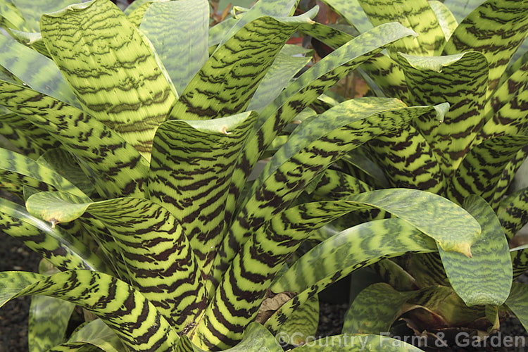 Vriesea hieroglyphica, a bromeliad with particularly boldly marked foliage. Its leaves are up to 80cm long and the flower spike can exceed 2m in height. vriesea-2928htm'>Vriesea.