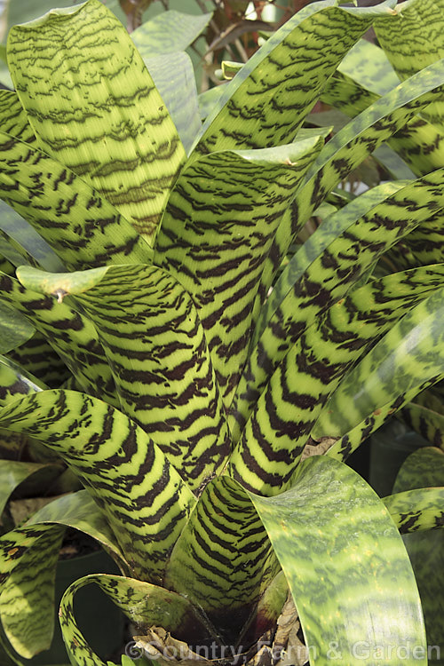 Vriesea hieroglyphica, a bromeliad with particularly boldly marked foliage. Its leaves are up to 80cm long and the flower spike can exceed 2m in height. vriesea-2928htm'>Vriesea.