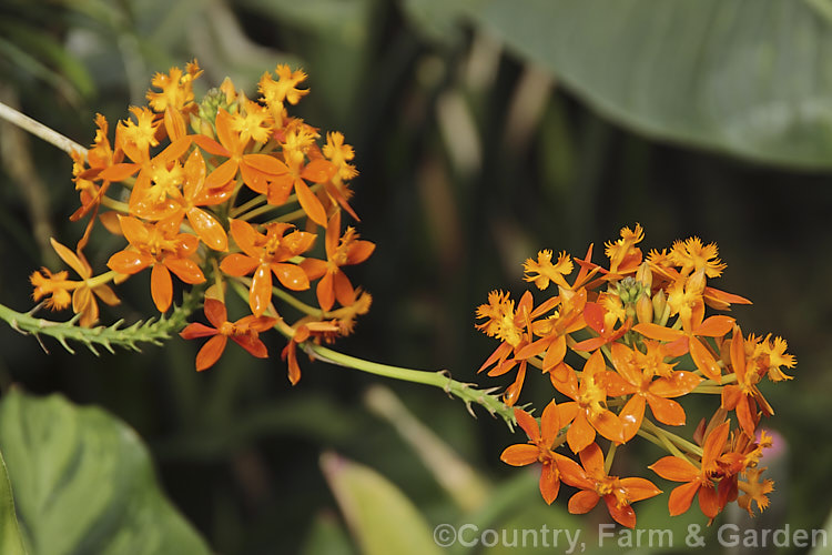 Crucifix. Orchid (<i>Epidendrum ibaguense [syn. Epidendrum radicans]), a scrambling, often epiphytic orchid found from Mexico to northern South America. Typically orange and golden yellow, the flower colour is quite variable and may also be various shades of red or pink. It is easily grown and flowers freely. epidendrum-2567htm'>Epidendrum.