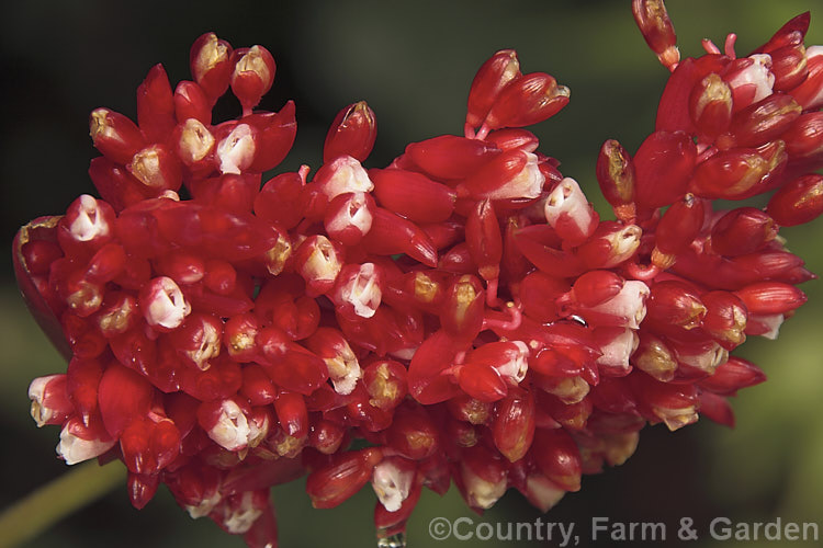 <a href='marantaceae-plant-family-photoshtml'>Marantaceae</a>