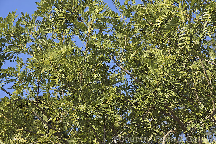 The foliage of the Brazilian. Pepper. Tree or Aroeira (<i>Schinus terebinthifolius</i>), an evergreen shrub or small tree up to 7m tall Found from Venezuela to Argentina, it has small greenish white flowers followed by dry red or pink fruits. schinus-2490htm'>Schinus. <a href='anacardiaceae-plant-family-photoshtml'>Anacardiaceae</a>.