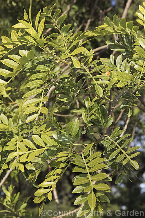 The foliage of the Brazilian. Pepper. Tree or Aroeira (<i>Schinus terebinthifolius</i>), an evergreen shrub or small tree up to 7m tall Found from Venezuela to Argentina, it has small greenish white flowers followed by dry red or pink fruits. schinus-2490htm'>Schinus. <a href='anacardiaceae-plant-family-photoshtml'>Anacardiaceae</a>.