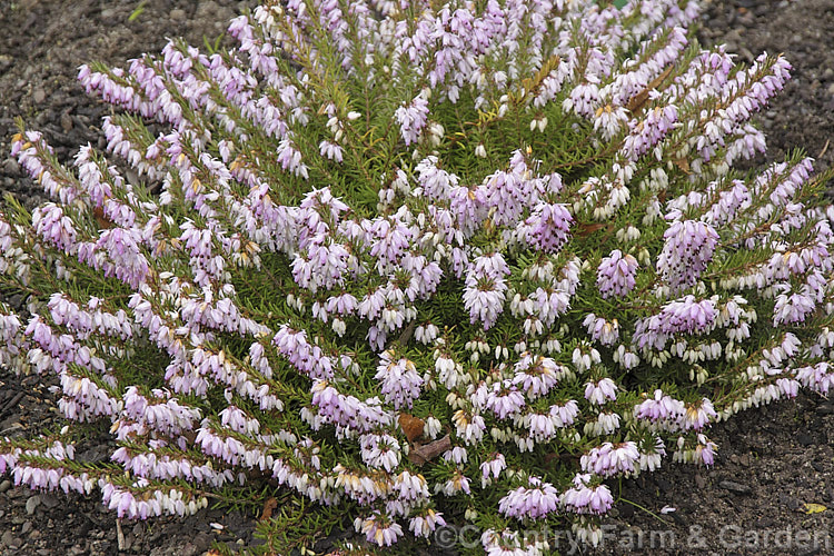 Erica carnea (syn. Erica herbacea</i>) 'Pink Spangles', a low, spreading cultivar of a winter- to spring-flowering evergreen shrub native to southeastern Europe 'Pink Spangles' has two-tone flowers and has been given the RHS. Award of Garden. Merit. erica-2109htm'>Erica. Order: Ericales, Family: Ericaceae