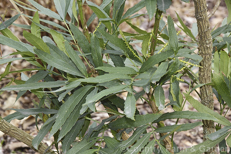 Mahonia fortunei, an erect cane-stemmed evergreen shrub native to China. It grows to around 2m high and produces small sprays of yellow flowers in autumn followed by small fruits. Its pinnate foliage is composed of narrow, very shallowly lobed leaflets with only tiny spines. Order: Ranunculales, Family: Berberidaceae