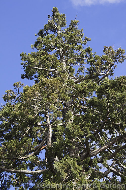 The rather tangled upper branches of an old Giant Sequoia, Big. Tree or Sierra Redwood (<i>Sequoiadendron giganteum</i>). The world's largest tree by volume, this Californian conifer is capable of reaching nearly 100m tall sequoiadendron-2495htm'>Sequoiadendron. Order: Pinales, Family: Cupressaceae