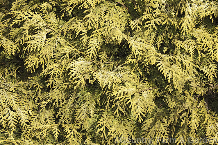 The winter foliage of Thuja occidentalis 'Wareana. Lutescens' (syn 'Lutescens'), a 25-35m high cultivar with light green summer foliage that develops bronze tones in winter. Order: Pinales, Family: Cupressaceae