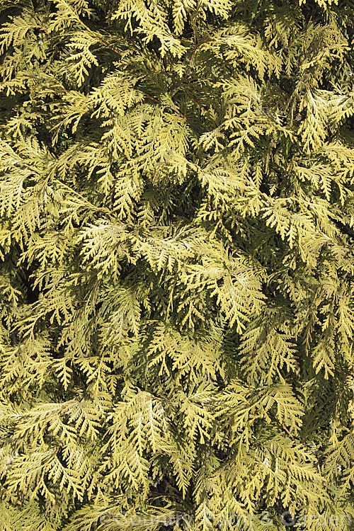 The winter foliage of Thuja occidentalis 'Wareana. Lutescens' (syn 'Lutescens'), a 25-35m high cultivar with light green summer foliage that develops bronze tones in winter. Order: Pinales, Family: Cupressaceae