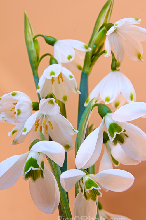 Two late winter- to spring-flowering bulbs that are often confused with one another: snowflake (<i>Leucojum</i>) and snowdrop (<i>Galanthus</i>). The taller snowflake (rear</i>) has green-tipped tepals and visible stamens, while the snowdrop's stamens are enclosed within a corolla of green-marked petals that are backed by three sepals. Order: Asparagales, Family: Amaryllidaceae