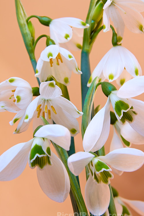 Two late winter- to spring-flowering bulbs that are often confused with one another: snowflake (<i>Leucojum</i>) and snowdrop (<i>Galanthus</i>). The taller snowflake (rear</i>) has green-tipped tepals and visible stamens, while the snowdrop's stamens are enclosed within a corolla of green-marked petals that are backed by three sepals. Order: Asparagales, Family: Amaryllidaceae