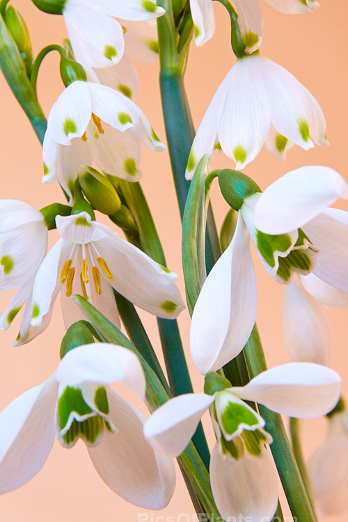 Two late winter- to spring-flowering bulbs that are often confused with one another: snowflake (<i>Leucojum</i>) and snowdrop (<i>Galanthus</i>). The taller snowflake (rear</i>) has green-tipped tepals and visible stamens, while the snowdrop's stamens are enclosed within a corolla of green-marked petals that are backed by three sepals. Order: Asparagales, Family: Amaryllidaceae