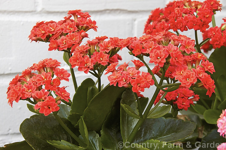 A bright red double-flowered cultivar of Kalanchoe x blossfeldiana (usually. Kalanchoe flammea x Kalanchoe pumila hybrids</i>). These vividly coloured succulent plants, sometimes known as Flaming. Katy, bloom in winter and spring. kalanchoe-2455htm'>Kalanchoe. <a href='crassulaceae-plant-family-photoshtml'>Crassulaceae</a>.