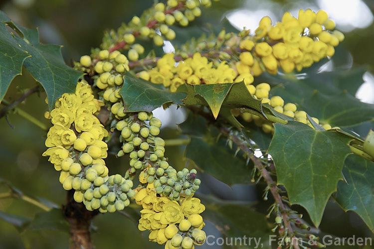 Leatherleaf Holly-grape (<i>Mahonia bealei</i>), an evergreen, late winter-flowering shrub native to western China. It forms a clump of stems up to 2m tall and the flowers are mildly scented. Garden forms like this are often hybrids with Mahonia japonica. Order: Ranunculales, Family: Berberidaceae