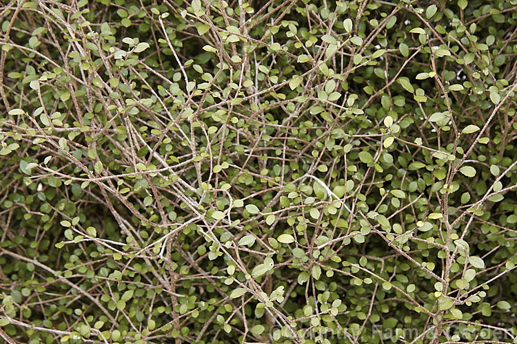 Small-leaved Milk Tree or Turepo (<i>Streblus heterophyllus [syn. Paratrophis microphylla]), an evergreen tree to 12m tall found over much of New Zealand but only in small numbers. Sprays of small yellow-green flowers are followed by red fruits. The name milk tree comes from the sweet milky sap that exudes from the trunk when cut. Early European settlers in New Zealand sometimes used it as a substitute for milk and sugar in tea or coffee. Order: Rosales, Family: Moraceae