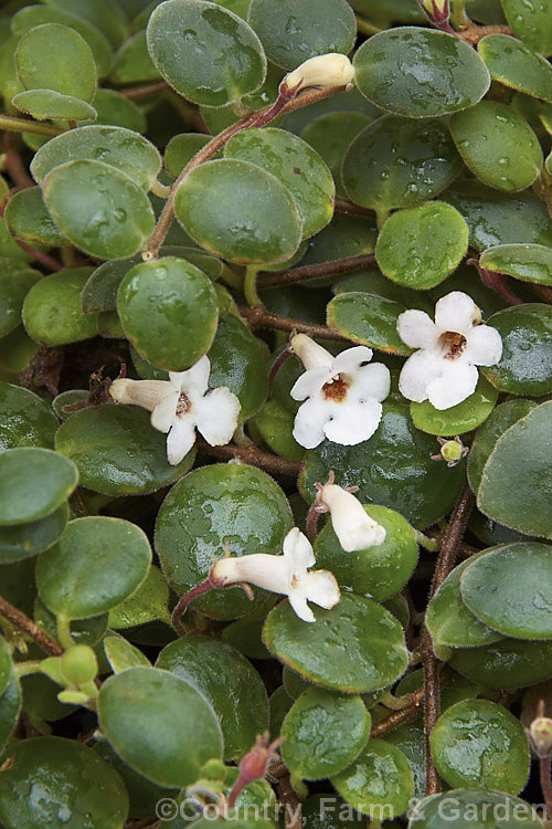 Codonanthe carnosa (syn. Codonanthe devosiana</i>) 'Paula', a long-flowering cultivar of a small, evergreen, trailing perennial native to Brazil. It is usually cultivated as a house plant, most often in hanging baskets or in tall pots that allow for it growth habit. The small white flowers are followed by orange fruits. codonanthe-2812htm'>Codonanthe