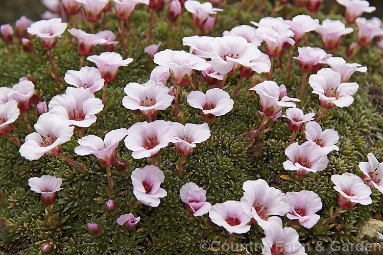 Saxifraga x irvingii 'Walter. Irving', a cultivar of a hybrid between Saxifraga burseriana from the eastern European Alps and the Himalayan species. Saxifraga lilacina 'Walter. Irving' differs from the original cross in that its foliage cushion is especially dense. saxifraga-2487htm'>Saxifraga. <a href='saxifragaceae-plant-family-photoshtml'>Saxifragaceae</a>.