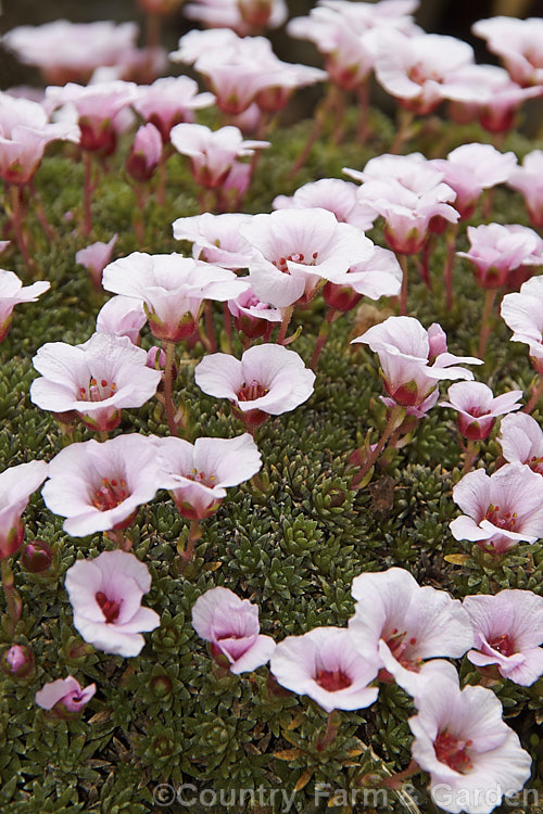 Saxifraga x irvingii 'Walter. Irving', a cultivar of a hybrid between Saxifraga burseriana from the eastern European Alps and the Himalayan species. Saxifraga lilacina 'Walter. Irving' differs from the original cross in that its foliage cushion is especially dense. saxifraga-2487htm'>Saxifraga. <a href='saxifragaceae-plant-family-photoshtml'>Saxifragaceae</a>.