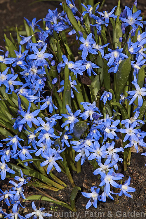 Scilla forbesii (syn. Chionodoxa forbesii</i>), a late winter- to early spring-flowering bulb from western Turkey that is somewhat taller and forms a larger foliage clump than the common. Glory-of-the-Snow (<i>Scilla luciliae [syn. Chionodoxa luciliae</i>). scilla-2491htm'>Scilla.