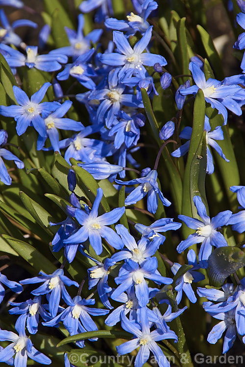 Scilla forbesii (syn. Chionodoxa forbesii</i>), a late winter- to early spring-flowering bulb from western Turkey that is somewhat taller and forms a larger foliage clump than the common. Glory-of-the-Snow (<i>Scilla luciliae [syn. Chionodoxa luciliae</i>). scilla-2491htm'>Scilla.