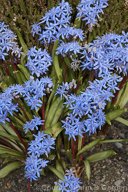 Scilla sardensis (syn. Chionodoxa sardensis</i>), a late-winter to spring-flowering bulb native to western Turkey. Its flowers are usually a, overall mid-blue shade, without the white eye of the common. Glory-of-the-Snow (<i>Chionodoxa luciliae</i>) and Chionodoxa forbesii. It is also a rather more robust plant, with flower heads that can be over 30cm tall scilla-2491htm'>Scilla.