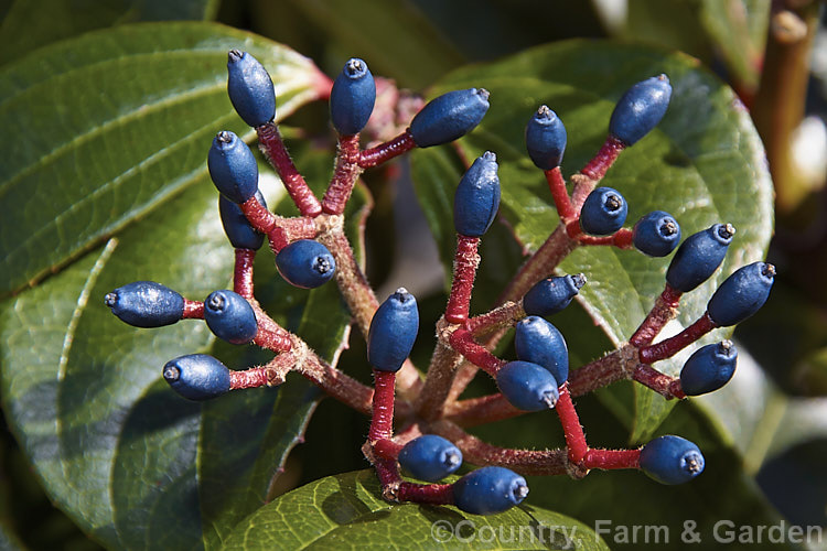 The berries of Viburnum davidii, a 30cm-15m high, evergreen shrub native to western China. The metallic blue fruit is showy but only develops well if the heads of small, creamy white flowers are cross-pollinated. viburnum-2081htm'>Viburnum.. viburnum-2081htm'>Viburnum. <a href='adoxaceae-plant-family-photoshtml'>Adoxaceae</a>.